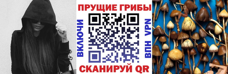 Галлюциногенные грибы Psilocybine cubensis наркотики Тихвин